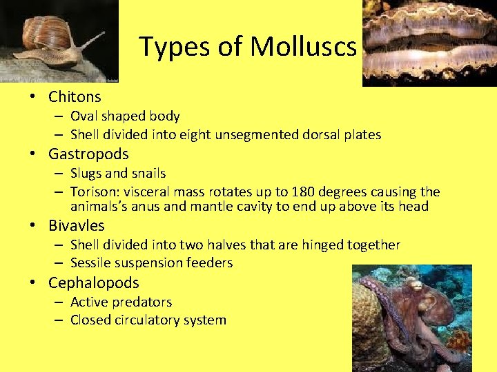 Types of Molluscs • Chitons – Oval shaped body – Shell divided into eight