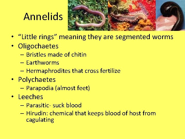 Annelids • “Little rings” meaning they are segmented worms • Oligochaetes – Bristles made