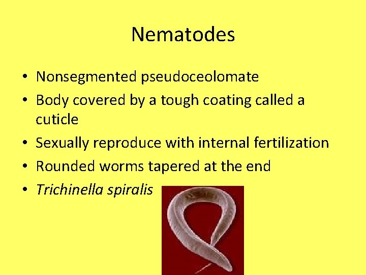 Nematodes • Nonsegmented pseudoceolomate • Body covered by a tough coating called a cuticle