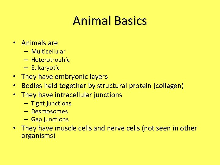 Animal Basics • Animals are – Multicellular – Heterotrophic – Eukaryotic • They have