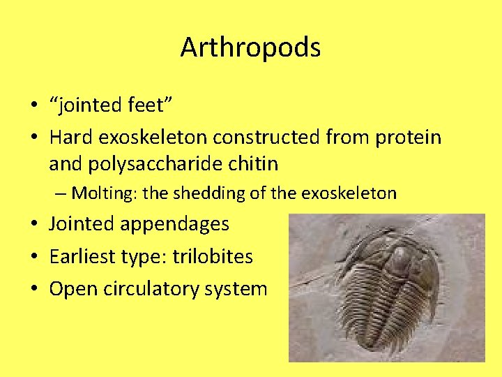 Arthropods • “jointed feet” • Hard exoskeleton constructed from protein and polysaccharide chitin –