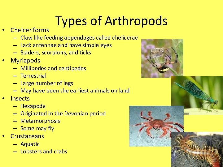  • Chelceriforms Types of Arthropods – Claw like feeding appendages called chelicerae –