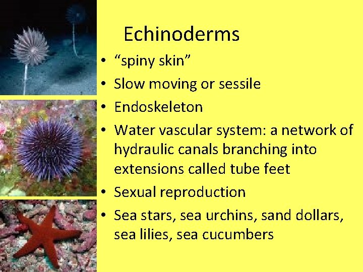 Echinoderms “spiny skin” Slow moving or sessile Endoskeleton Water vascular system: a network of