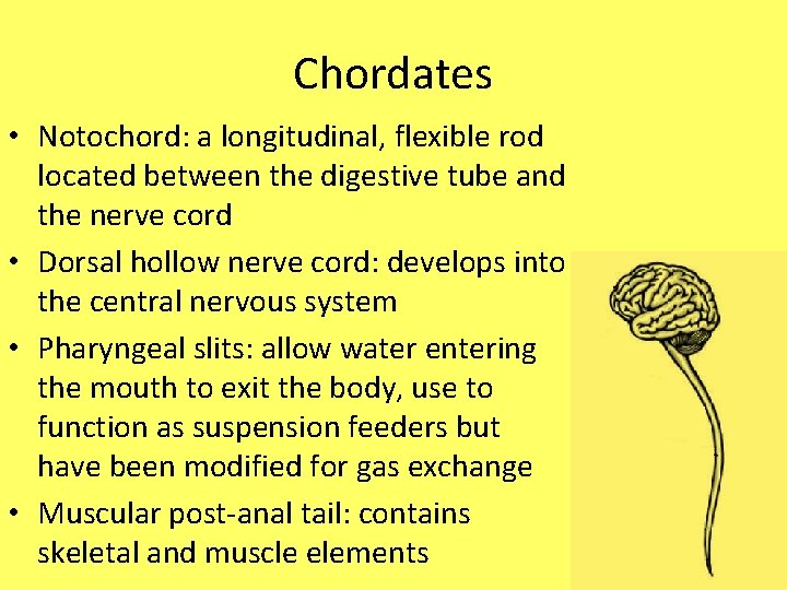 Chordates • Notochord: a longitudinal, flexible rod located between the digestive tube and the