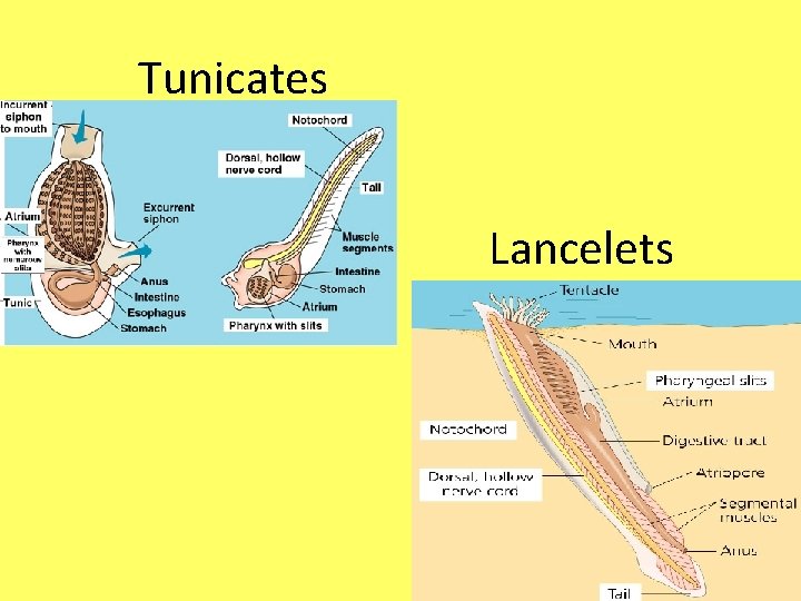 Tunicates Lancelets 