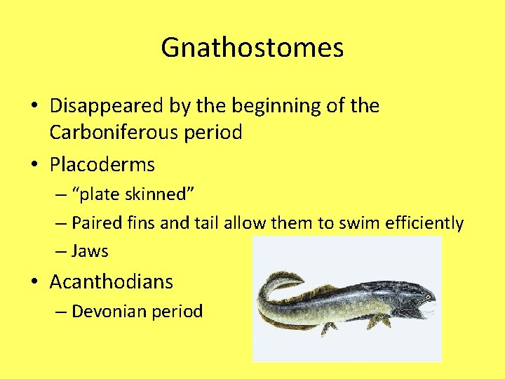 Gnathostomes • Disappeared by the beginning of the Carboniferous period • Placoderms – “plate