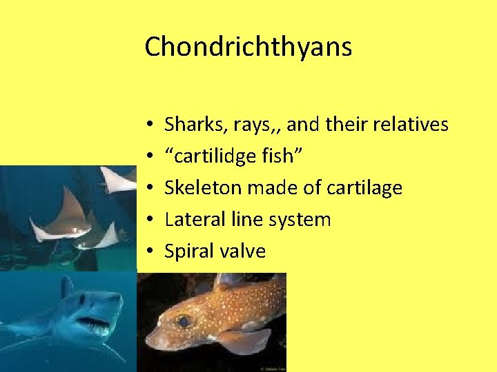 Chondrichthyans • • • Sharks, rays, , and their relatives “cartilidge fish” Skeleton made