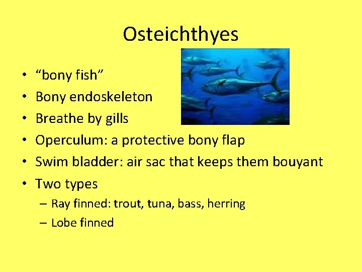 Osteichthyes • • • “bony fish” Bony endoskeleton Breathe by gills Operculum: a protective