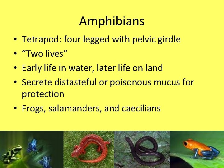 Amphibians Tetrapod: four legged with pelvic girdle “Two lives” Early life in water, later