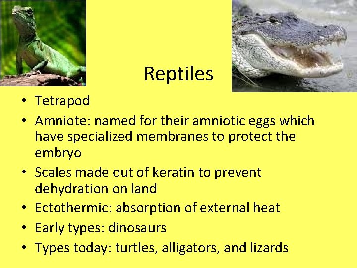 Reptiles • Tetrapod • Amniote: named for their amniotic eggs which have specialized membranes