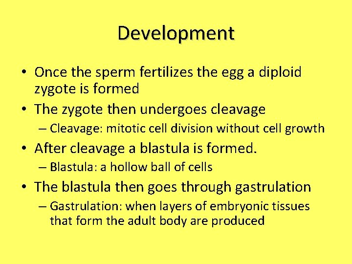 Development • Once the sperm fertilizes the egg a diploid zygote is formed •