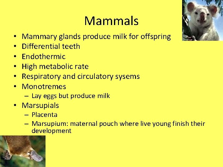 Mammals • • • Mammary glands produce milk for offspring Differential teeth Endothermic High