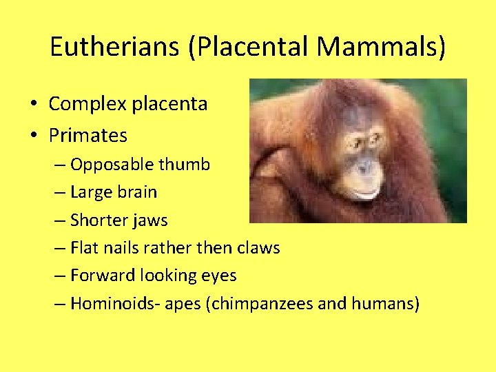 Eutherians (Placental Mammals) • Complex placenta • Primates – Opposable thumb – Large brain