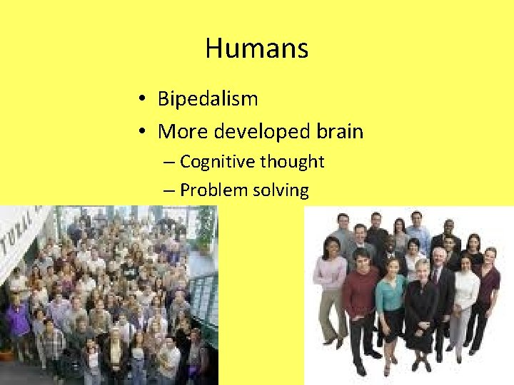 Humans • Bipedalism • More developed brain – Cognitive thought – Problem solving 