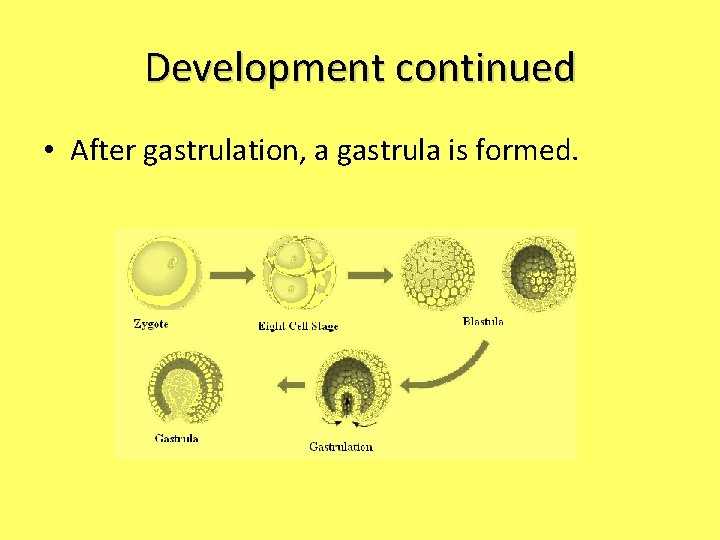 Development continued • After gastrulation, a gastrula is formed. 