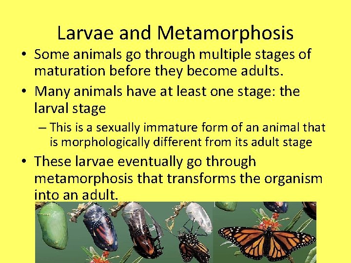 Larvae and Metamorphosis • Some animals go through multiple stages of maturation before they