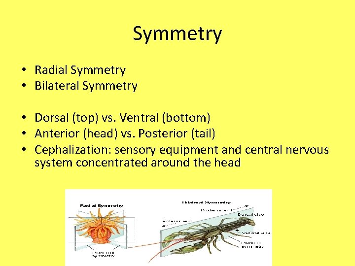 Symmetry • Radial Symmetry • Bilateral Symmetry • Dorsal (top) vs. Ventral (bottom) •