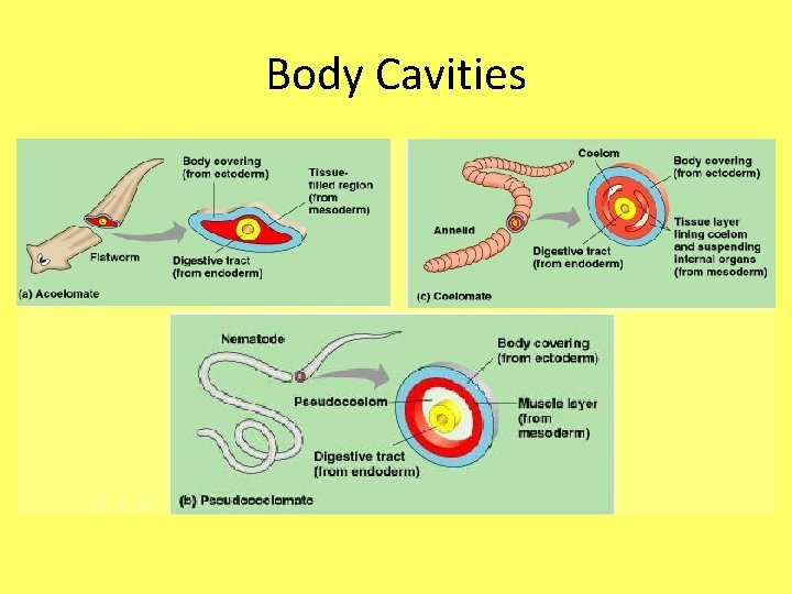 Body Cavities 