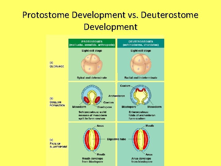 Protostome Development vs. Deuterostome Development 