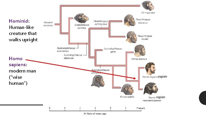 Hominid: Human-like creature that walks upright Homo sapiens: modern man (“wise human”) sapien  Hominid: Human-like creature that walks upright Homo sapiens: modern man (“wise human”) sapien