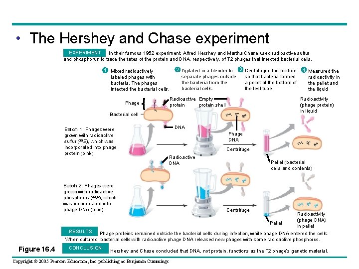  • The Hershey and Chase experiment EXPERIMENT In their famous 1952 experiment, Alfred