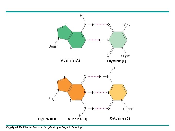 H N N Sugar O H H CH 3 N N N O Sugar