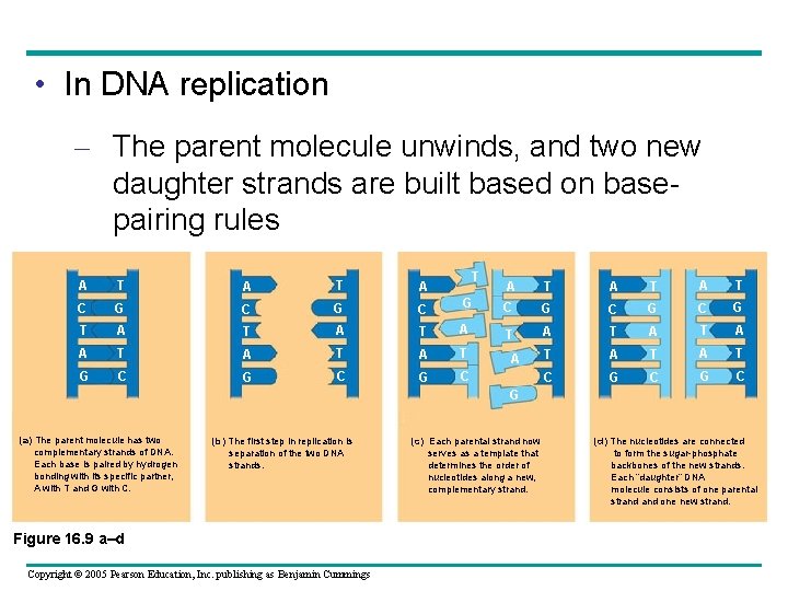  • In DNA replication – The parent molecule unwinds, and two new daughter