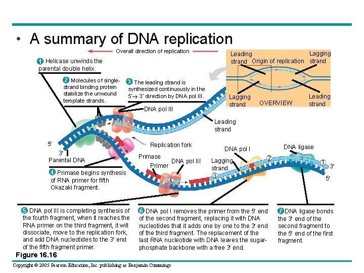  • A summary of DNA replication Overall direction of replication 1 Helicase unwinds