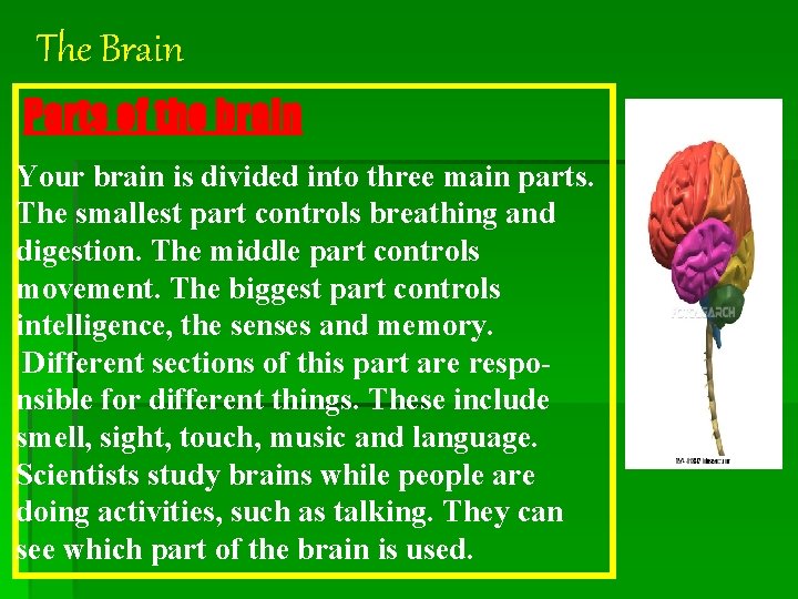 The Brain Parts of the brain Your brain is divided into three main parts.