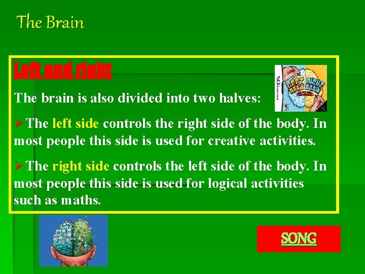 The Brain Left and right The brain is also divided into two halves: ØThe