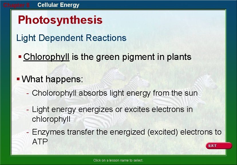 Chapter 8 Cellular Energy Photosynthesis Light Dependent Reactions § Chlorophyll is the green pigment