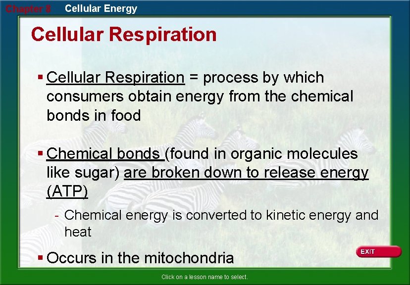 Chapter 8 Cellular Energy Cellular Respiration § Cellular Respiration = process by which consumers