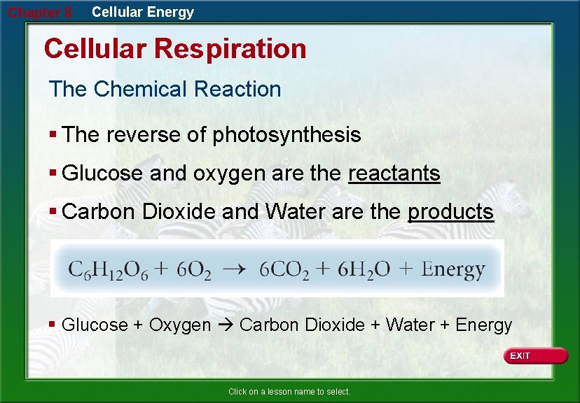 Chapter 8 Cellular Energy Cellular Respiration The Chemical Reaction § The reverse of photosynthesis