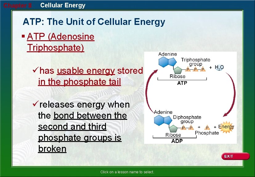Chapter 8 Cellular Energy ATP: The Unit of Cellular Energy § ATP (Adenosine Triphosphate)