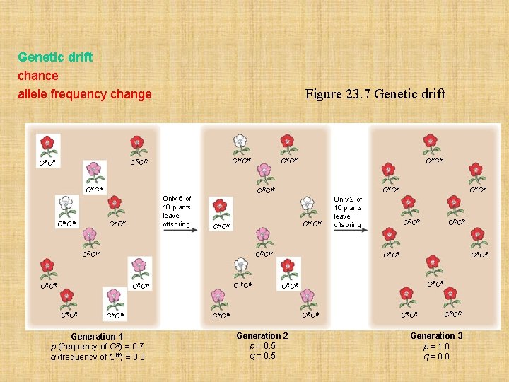 Genetic drift chance allele frequency change Figure 23. 7 Genetic drift CWCW CRCR CRCW