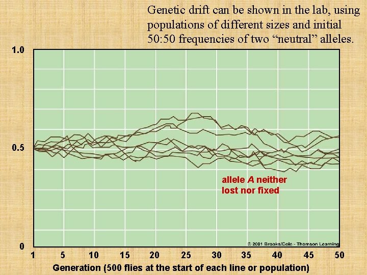 Genetic drift can be shown in the lab, using populations of different sizes and
