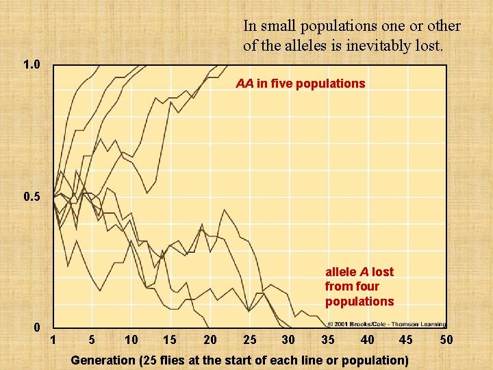 In small populations one or other of the alleles is inevitably lost. 1. 0