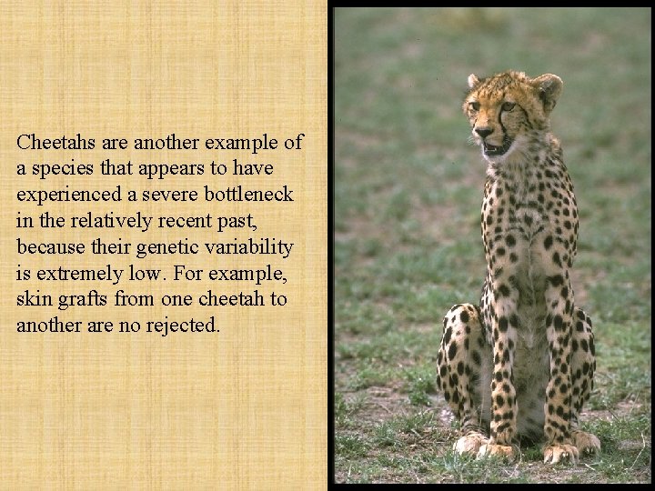 Cheetahs are another example of a species that appears to have experienced a severe