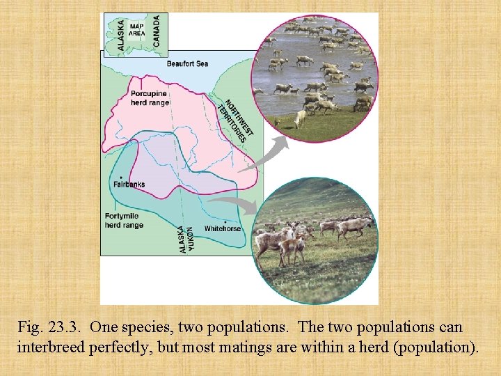 Fig. 23. 3. One species, two populations. The two populations can interbreed perfectly, but