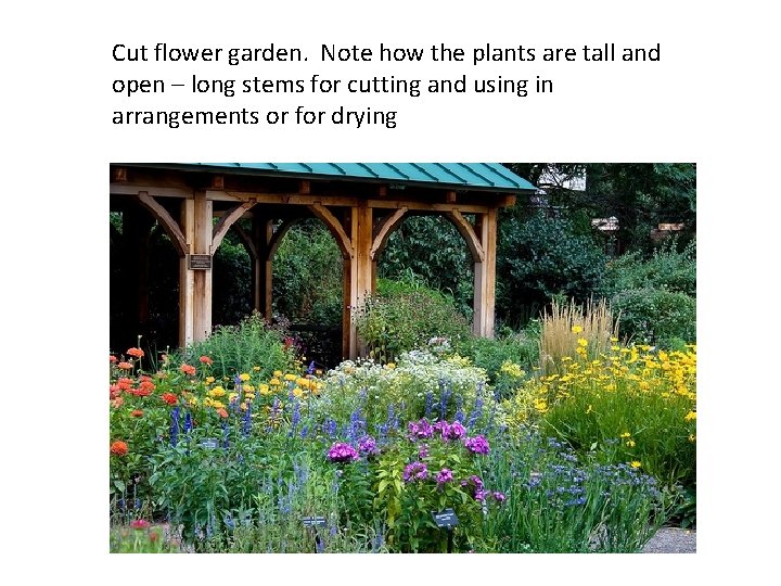 Cut flower garden. Note how the plants are tall and open – long stems