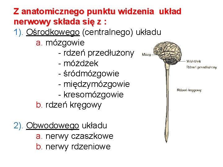 Budowa i funkcje ukadu nerwowego Ukad nerwowy zbudowany
