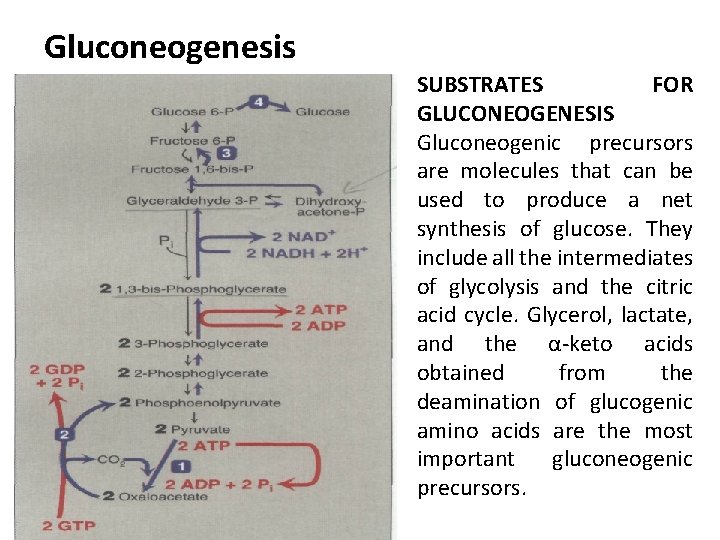 Gluconeogenesis SUBSTRATES FOR GLUCONEOGENESIS Gluconeogenic precursors are molecules that can be used to produce
