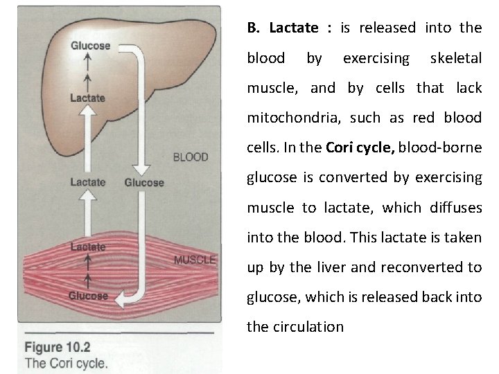 B. Lactate : is released into the blood by exercising skeletal muscle, and by