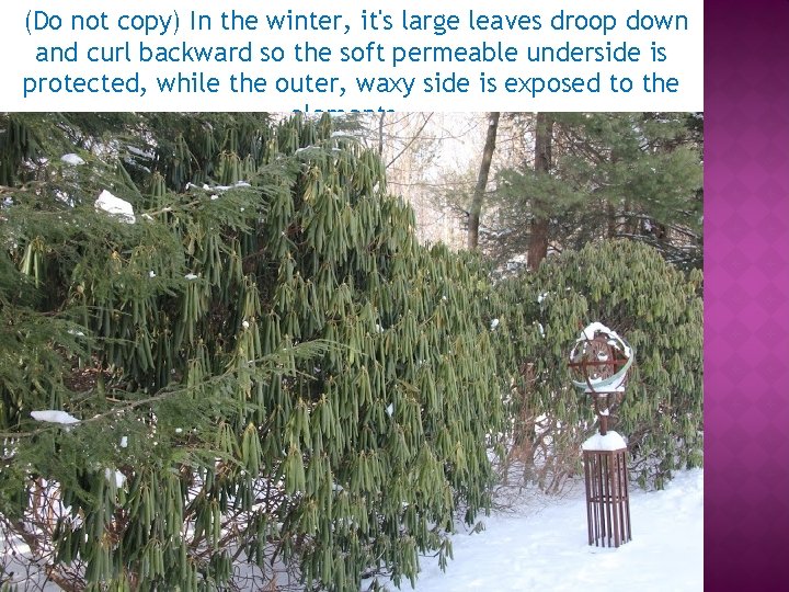 (Do not copy) In the winter, it's large leaves droop down and curl backward