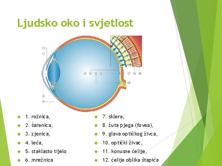 Ljudsko oko i svjetlost 1. rožnica, 7. sklera, 2. šarenica, 8. žuta pjega (fovea),