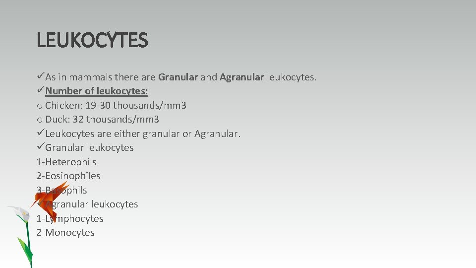 LEUKOCYTES üAs in mammals there are Granular and Agranular leukocytes. üNumber of leukocytes: o