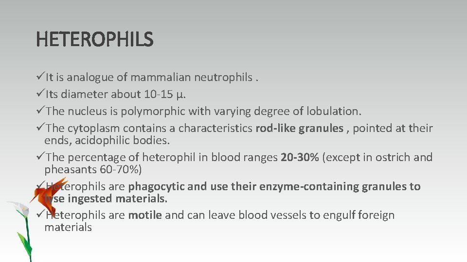 HETEROPHILS üIt is analogue of mammalian neutrophils. üIts diameter about 10 -15 µ. üThe