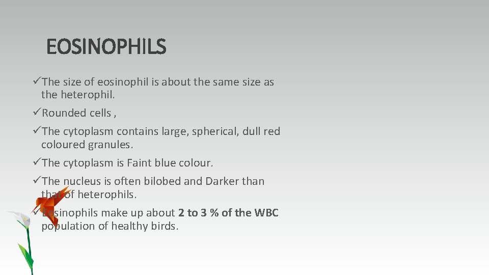 EOSINOPHILS üThe size of eosinophil is about the same size as the heterophil. üRounded