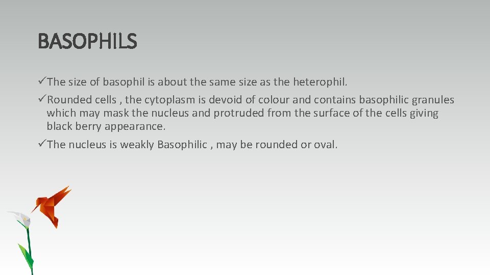 BASOPHILS üThe size of basophil is about the same size as the heterophil. üRounded