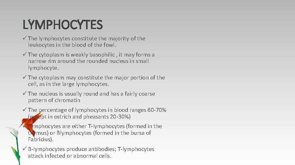 LYMPHOCYTES ü The lymphocytes constitute the majority of the leukocytes in the blood of